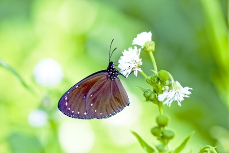 a butterfly Attracts the nectarの写真素材