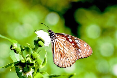 a butterfly Attracts the nectarの写真素材