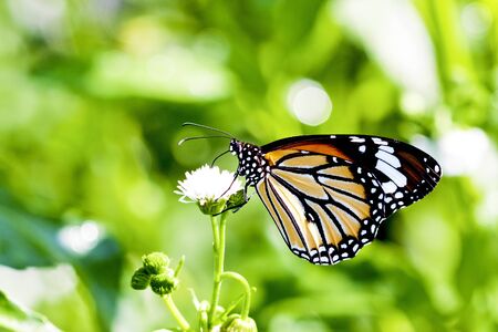 a butterfly Attracts the nectarの写真素材
