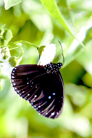 a butterfly Attracts the nectar