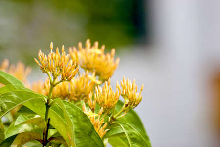 beautiful colorful flowers bloom in garden in summerの写真素材