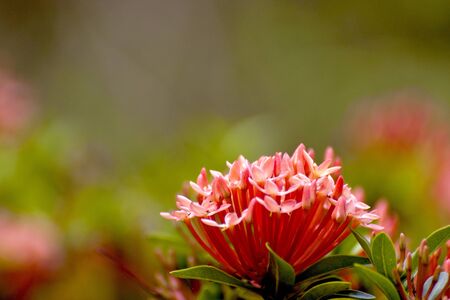 beautiful colorful flowers bloom in garden in summerの写真素材