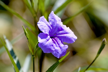 beautiful colorful flowers bloom in garden in summer