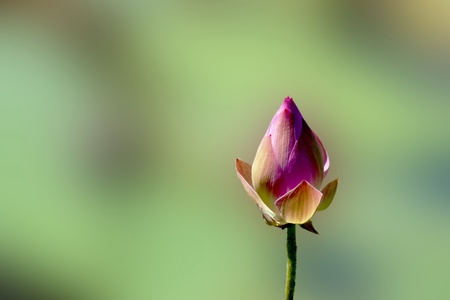 lotus with The buds are getting ready to burstの写真素材