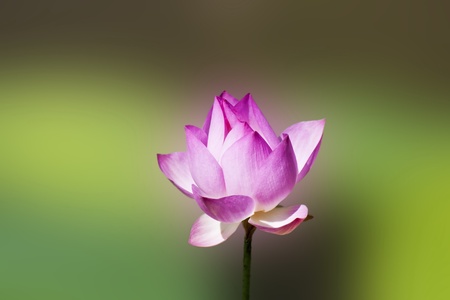bloom lotus with seed and leaf under sunshine in summerの写真素材