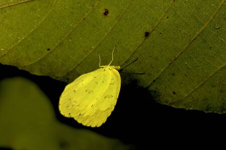 a yellow butterfly sleep on a leaf at nightの写真素材
