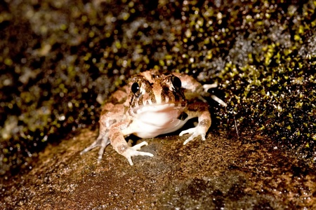 portrait of a frog stay on rock at night