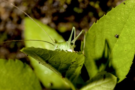 a long-horned grasshopper stay on plantの写真素材