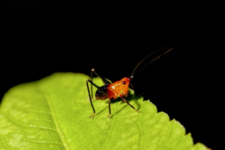 a long-horned grasshopper stay on plantの写真素材