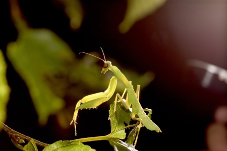 a praying mantis stay on plant at nightの写真素材