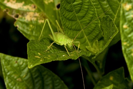 a long-horned grasshopper stay on leaf at night