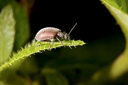 a bug stay on plant at night