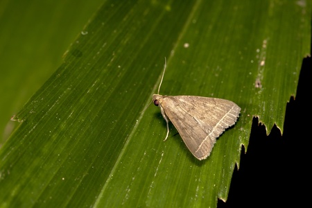 a moth stay on plant at nightの写真素材