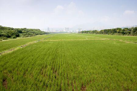 a broad view of rice farm in taipeiの写真素材