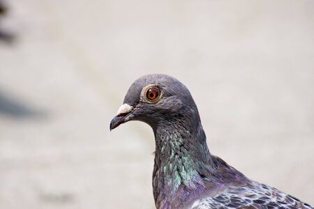 detail portrait of a pigeon in daylightの写真素材