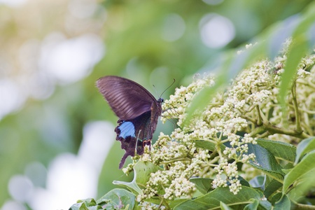 butterfly Attracts the honey over a treeの写真素材