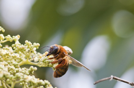 colorful bee busy to attract the honey over floraの写真素材