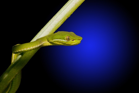 chinese green bamboo viper crawling on branchの写真素材