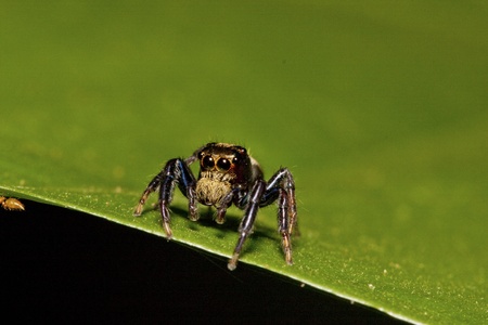 jumping spider stay on geen leaf background
