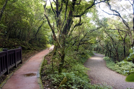 a trail through a Yangming national park  in autumnの写真素材