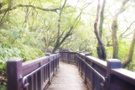 a trail through a Yangming national park  in autumnの写真素材