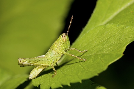 a grasshopper stay on plant at nightの写真素材