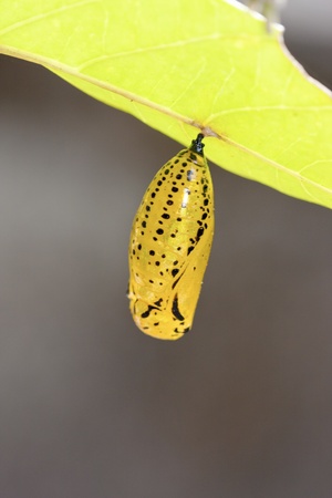 chrysalis of butterfly  hanging on leaf in summerの写真素材