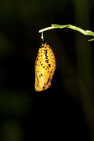 chrysalis of butterfly  hanging on leaf in summerの写真素材