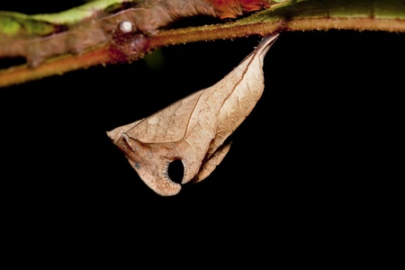 chrysalis of butterfly  hanging on branch in summerの写真素材