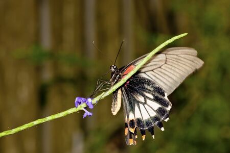swallowtail butterfly on flowerの写真素材
