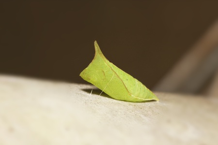 chrysalis of butterfly  hanging on branch in summerの写真素材