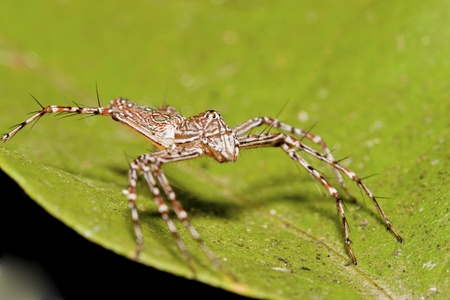 macro of Wolf spider on leafの写真素材