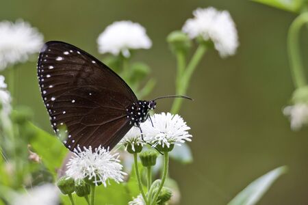 Closeup Butterfly on Flowerの写真素材