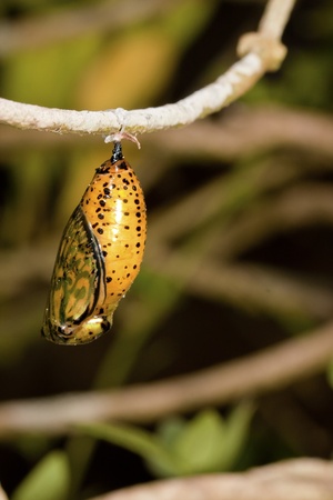 chrysalis of butterfly  hanging on branch in summerの写真素材