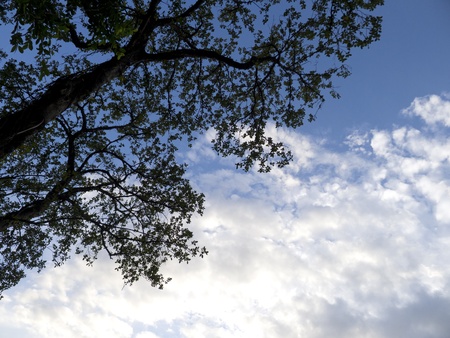 corner landscape at dawn of a summer with dramatic cloudy sky and silhouetted trees,Taipei, Taiwan