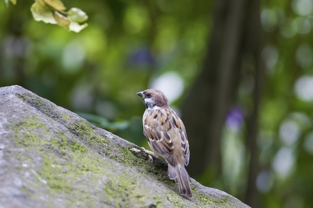 common popular bird Eurasian Tree Sparrow stand on rock looking for foodの写真素材