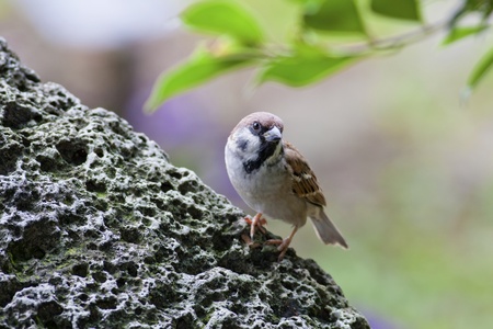 common popular bird Eurasian Tree Sparrow stand on rock looking for foodの写真素材