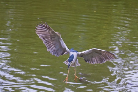 Black-crowned Night Heron a bird in flightの写真素材