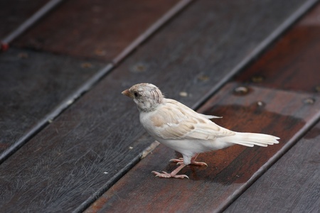 beautiful white Eurasian Tree Sparrow albinism a rare birdの写真素材