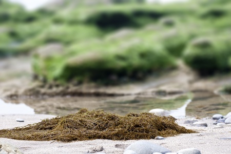 funny view of seaweed in springの写真素材