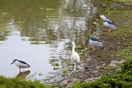 beautiful view of white birds near lakeの写真素材