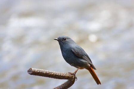 beautiful posture of male colorful bird Plumbeous Water Redstart near riverの写真素材