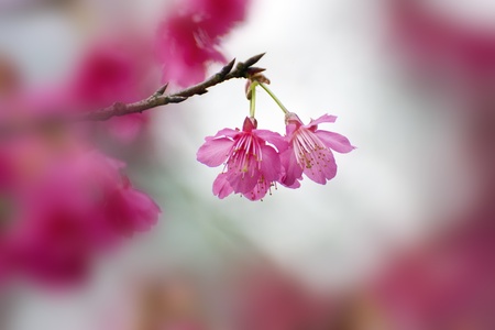 beautiful view of a group of pink cherry blossomsの写真素材