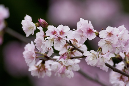 beautiful view of a group of white cherry blossomsの写真素材