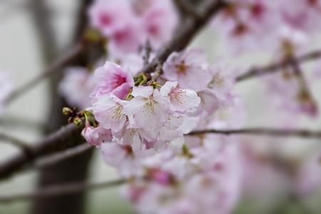 beautiful view of a group of white cherry blossomsの写真素材