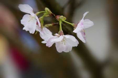beautiful view of a group of white cherry blossomsの写真素材