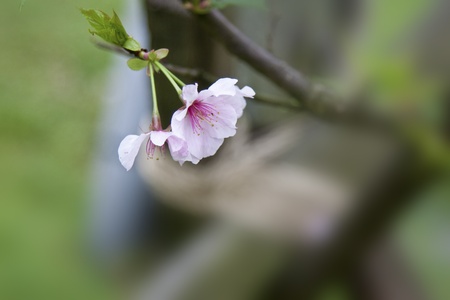 beautiful view of a group of white cherry blossomsの写真素材