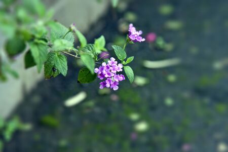 beautiful view of colorful flowersの写真素材