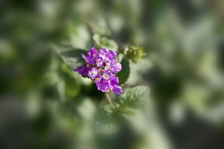 beautiful view of colorful flowersの写真素材