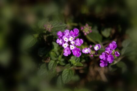 beautiful view of colorful flowersの写真素材